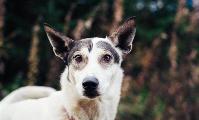 Alaskan Husky